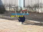 Dụng cụ tập công viên
